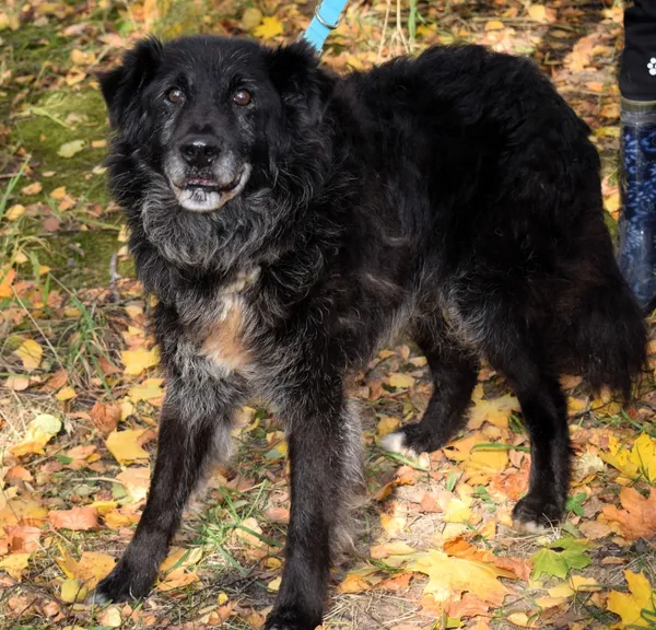 Znaleziono psa, Pieckowo, 13 października 2025 (3/5)