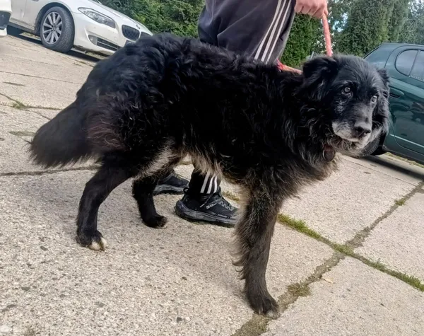 Znaleziono psa, Pieckowo, 13 października 2025 (4/5)