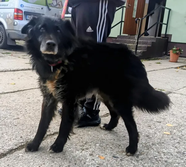 Znaleziono psa, Pieckowo, 13 października 2025 (5/5)