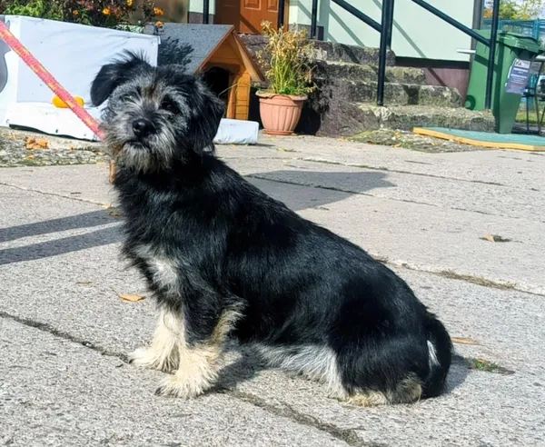 Znaleziono psa, Pieckowo, 13 października 2025 (1/2)