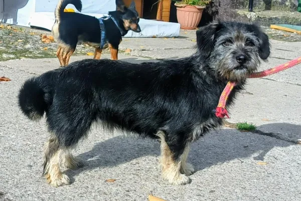 Znaleziono psa, Pieckowo, 13 października 2025 (2/2)