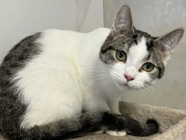 Znaleziono kota, Chojnice, 5 października 2025