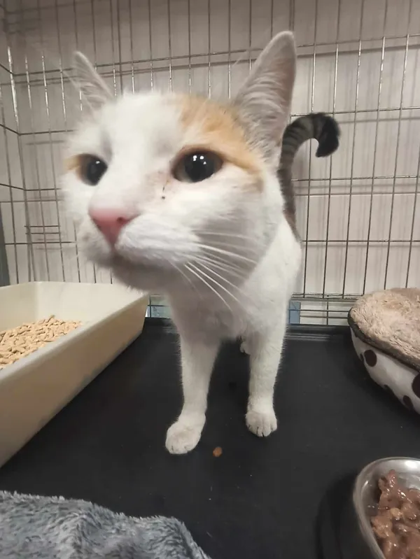 Znaleziono kota, Chojnice, 12 października 2025 (1/2)