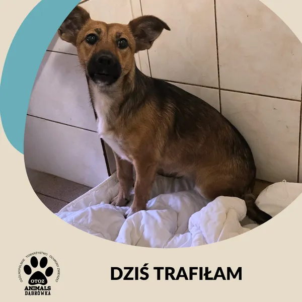 Znaleziono psa, Dąbrówka, 12 października 2025