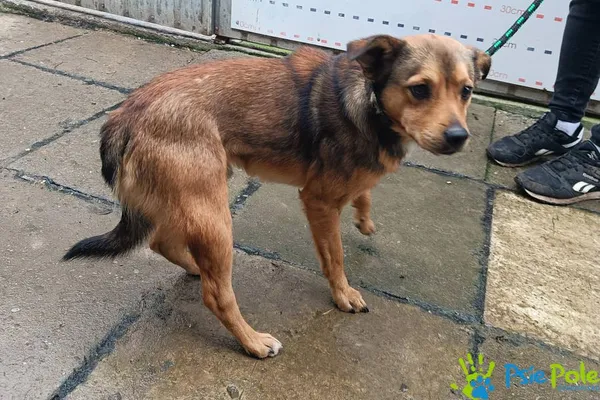 Pies do adopcji, Racławice, 8 października 2025 (1/5)