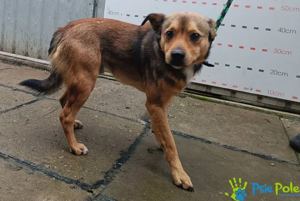 Pies do adopcji, Racławice, 8 października 2025 (2/5)