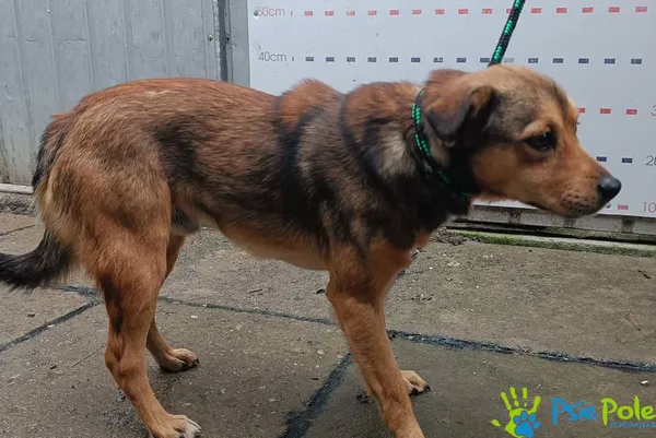 Pies do adopcji, Racławice, 8 października 2025 (3/5)