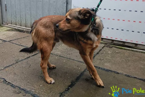 Pies do adopcji, Racławice, 8 października 2025 (4/5)