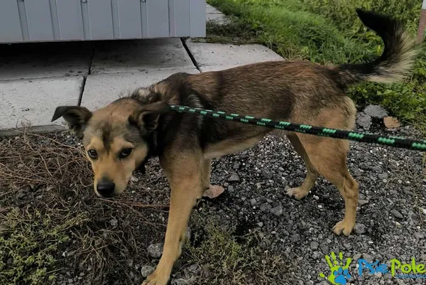 Pies do adopcji, Racławice, 8 października 2025 (5/5)