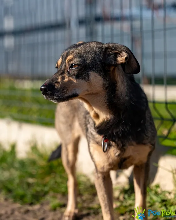 Pies do adopcji, Racławice, 9 października 2025 (1/5)