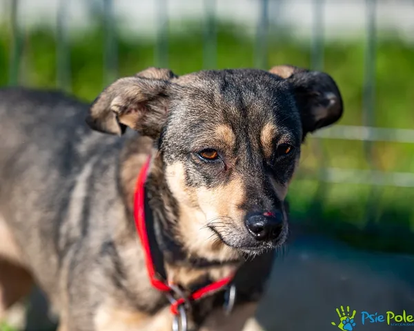 Pies do adopcji, Racławice, 9 października 2025 (2/5)