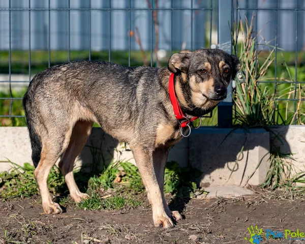 Pies do adopcji, Racławice, 9 października 2025 (3/5)