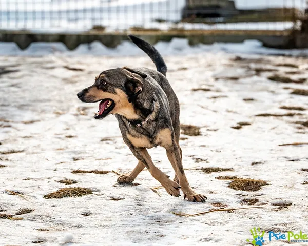Pies do adopcji, Racławice, 9 października 2025 (1/5)