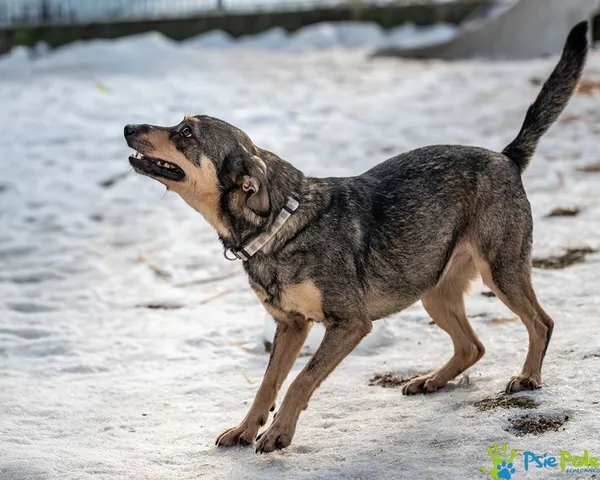 Pies do adopcji, Racławice, 9 października 2025 (3/5)