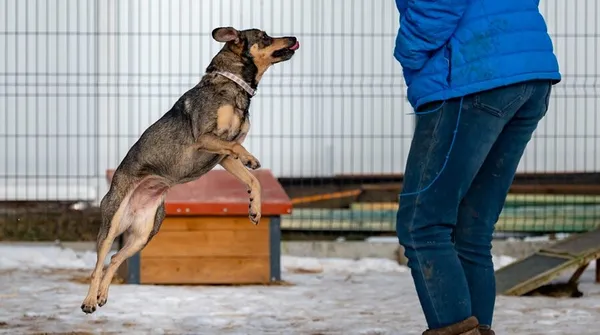 Pies do adopcji, Racławice, 9 października 2025 (5/5)