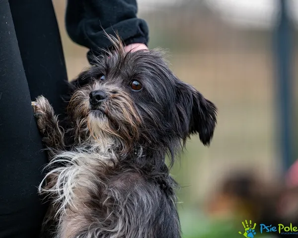 Pies do adopcji, Racławice, 10 października 2025 (1/5)