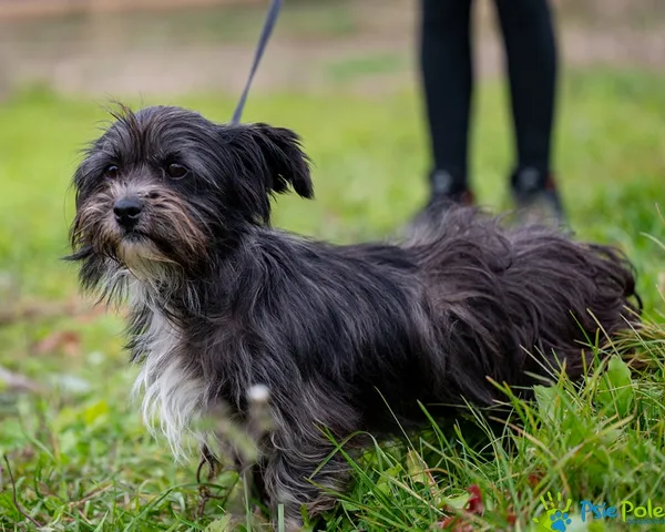 Pies do adopcji, Racławice, 10 października 2025 (2/5)