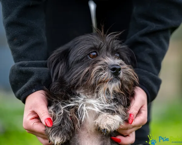 Pies do adopcji, Racławice, 10 października 2025 (3/5)