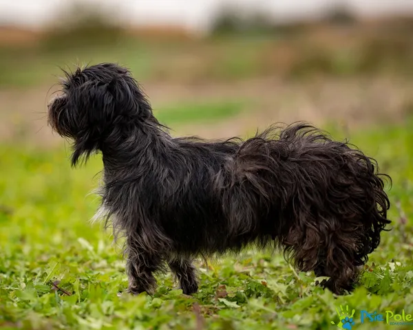 Pies do adopcji, Racławice, 10 października 2025 (5/5)