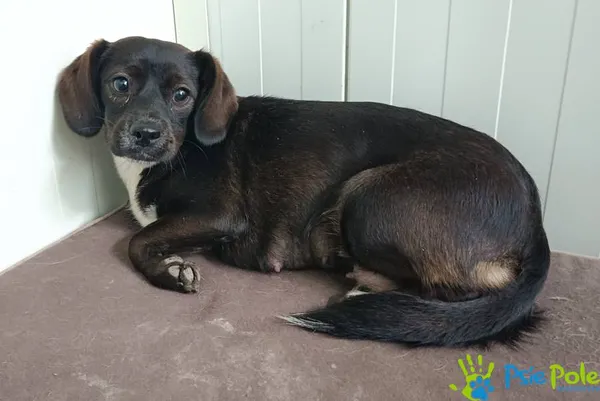 Pies do adopcji, Racławice, 10 października 2025 (1/3)