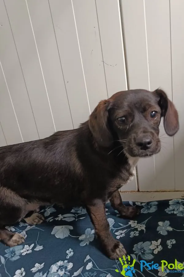 Pies do adopcji, Racławice, 10 października 2025 (2/3)