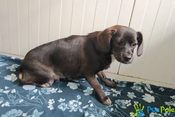 Pies do adopcji, Racławice, 10 października 2025 (3/3)