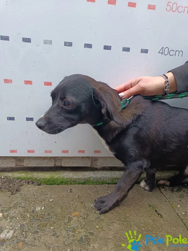 Pies do adopcji, Racławice, 10 października 2025 (3/3)