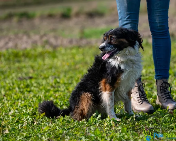 Pies do adopcji, Racławice, 11 października 2025 (1/5)