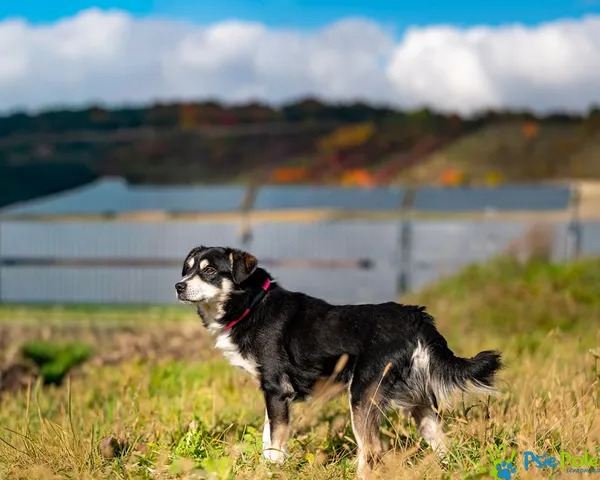 Pies do adopcji, Racławice, 12 października 2025 (2/5)