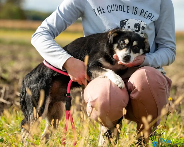 Pies do adopcji, Racławice, 12 października 2025 (3/5)