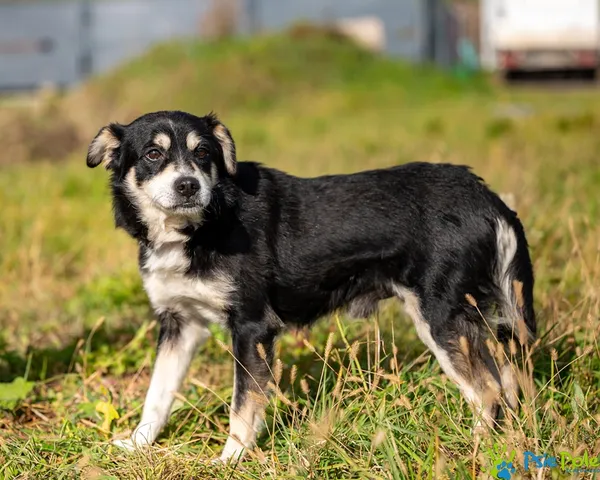 Pies do adopcji, Racławice, 12 października 2025 (4/5)