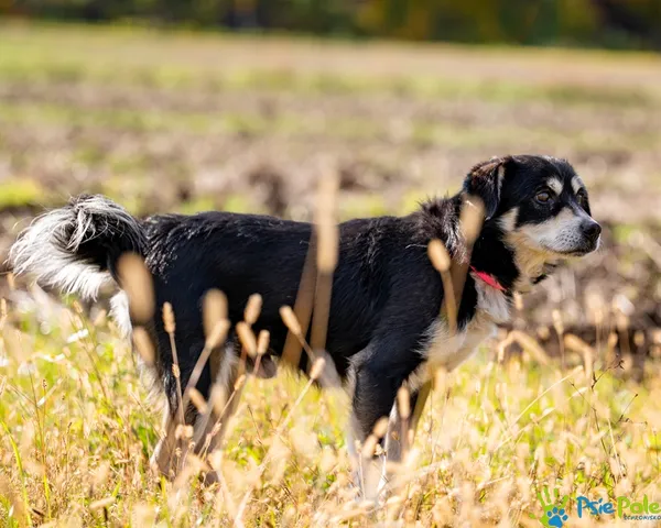 Pies do adopcji, Racławice, 12 października 2025 (5/5)