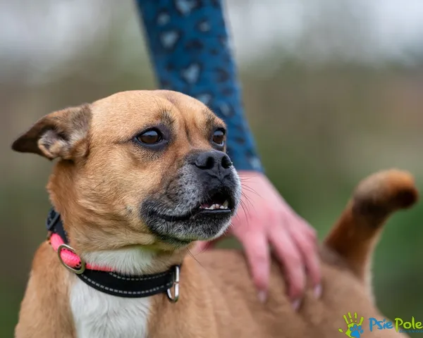 Znaleziono psa, Racławice, 13 października 2025 (5/5)