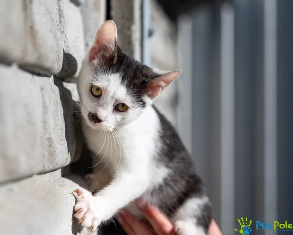 Znaleziono kota, Racławice, 12 października 2025 (1/5)