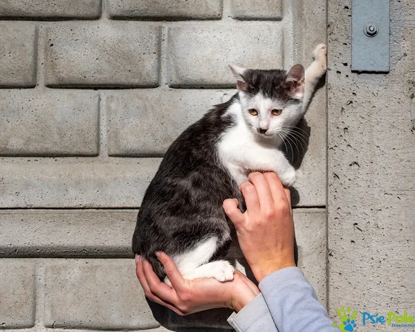 Znaleziono kota, Racławice, 12 października 2025 (2/5)
