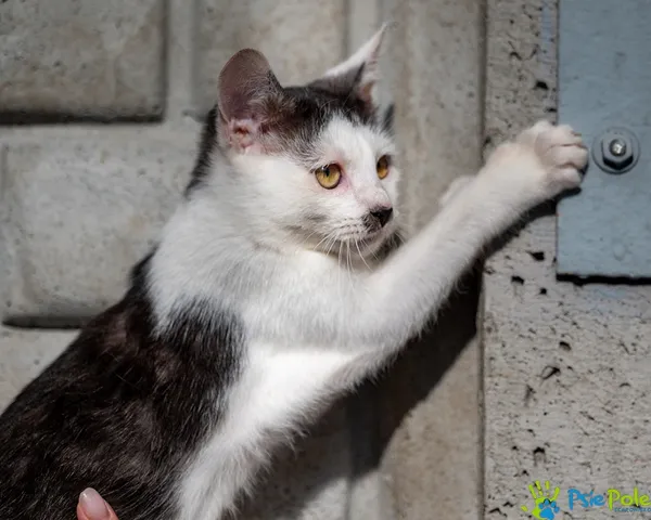 Znaleziono kota, Racławice, 12 października 2025 (3/5)