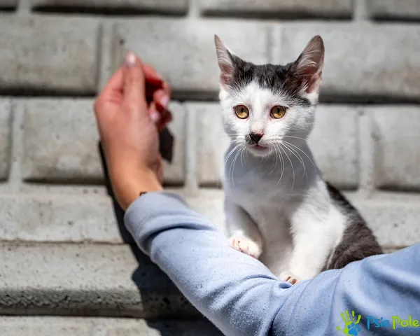Znaleziono kota, Racławice, 12 października 2025 (4/5)