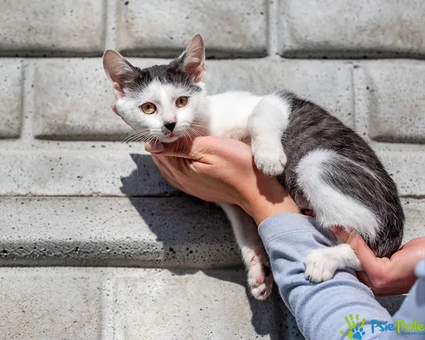 Znaleziono kota, Racławice, 12 października 2025 (5/5)