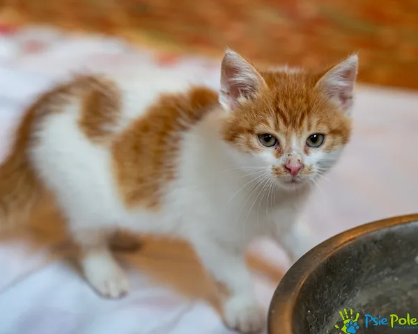 Znaleziono kota, Racławice, 12 października 2025 (1/5)