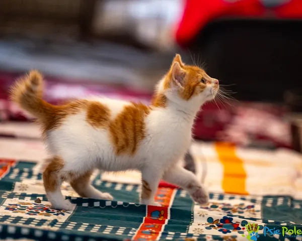 Znaleziono kota, Racławice, 12 października 2025 (3/5)