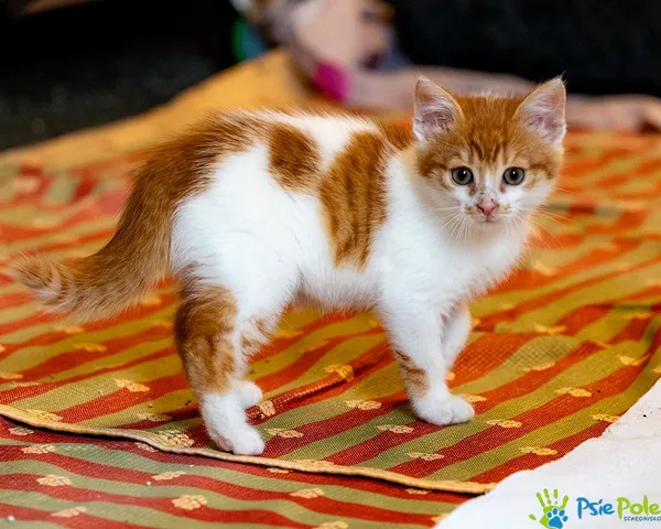 Znaleziono kota, Racławice, 12 października 2025 (4/5)