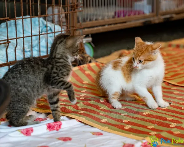 Znaleziono kota, Racławice, 12 października 2025 (5/5)