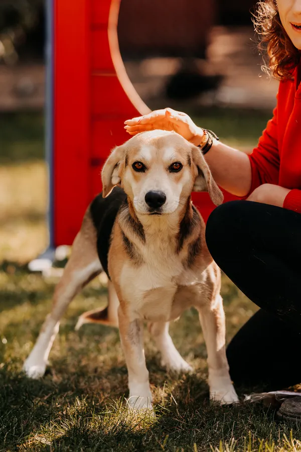 Pies do adopcji, Czartki, 15 października 2025 (1/5)