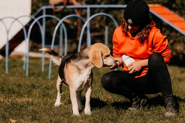 Pies do adopcji, Czartki, 15 października 2025 (2/5)