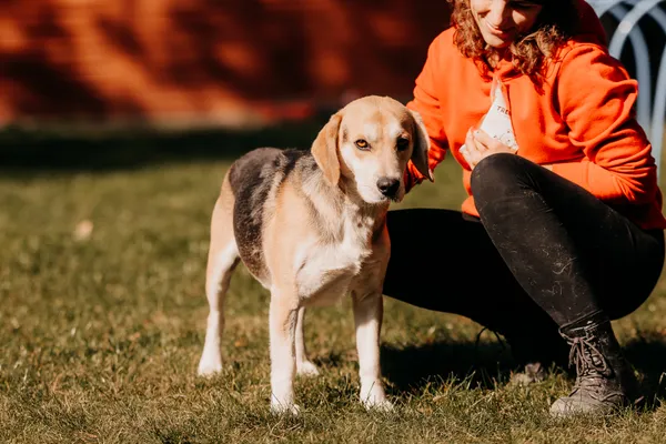 Pies do adopcji, Czartki, 15 października 2025 (3/5)