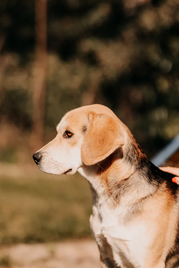 Pies do adopcji, Czartki, 15 października 2025 (4/5)