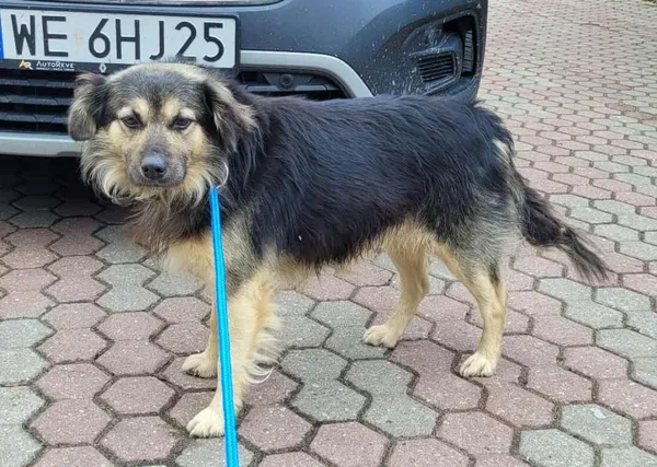 Znaleziono psa, Toruń, 14 października 2025