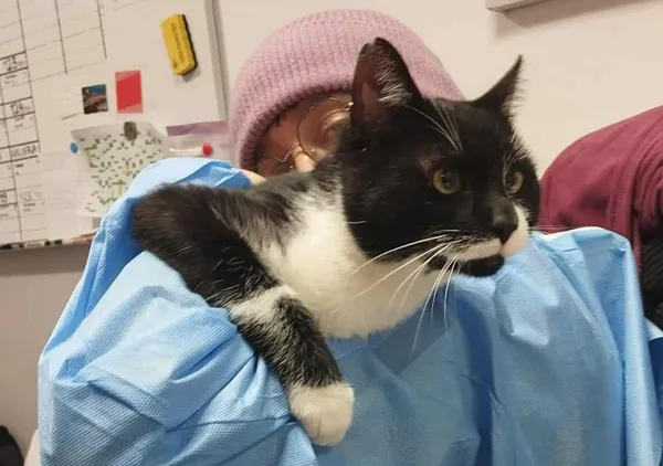 Znaleziono kota, Toruń, 14 października 2025