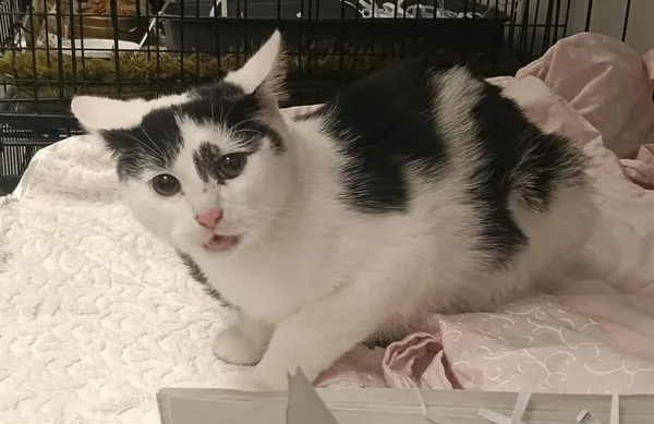 Znaleziono kota, Toruń, 13 października 2025