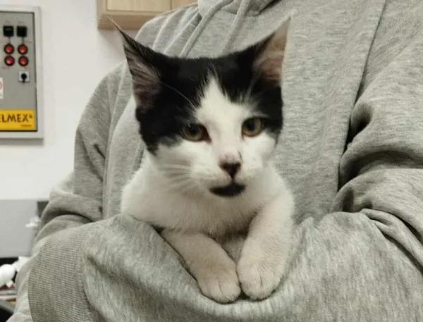 Znaleziono kota, Toruń, 13 października 2025